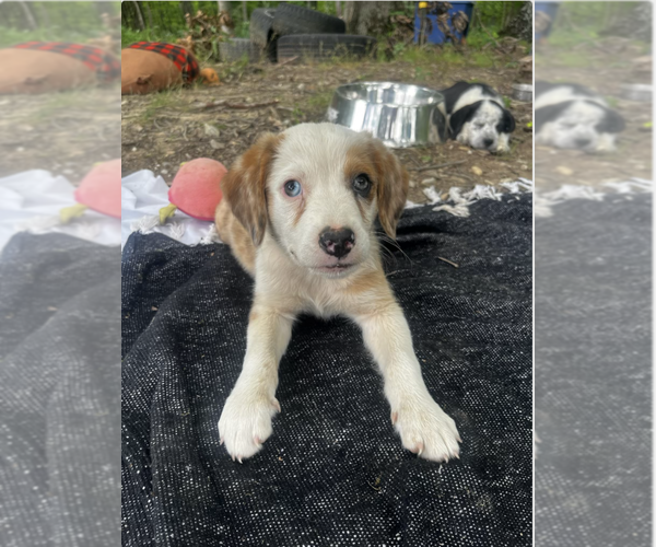 Medium Photo #2 Australian Shepherd-Unknown Mix Puppy For Sale in Aurora, IN, USA