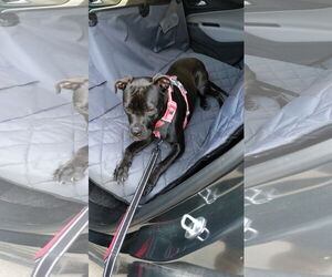 American Staffordshire Terrier-Labrador Retriever Mix Dogs for adoption in Holly Springs, NC, USA