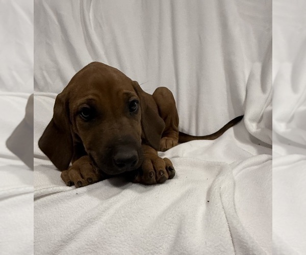 Medium Photo #1 Rhodesian Ridgeback Puppy For Sale in SAN ANGELO, TX, USA