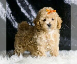 Maltipoo Puppy for sale in WARSAW, IN, USA