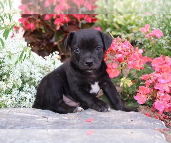 Medium Photo #1 Boston Terrier-Unknown Mix Puppy For Sale in SHILOH, OH, USA