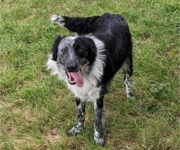 Medium Photo #1 Border-Aussie Puppy For Sale in ROY, UT, USA
