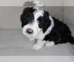 Puppy Fennec Sheepadoodle
