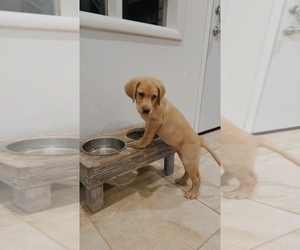Labrador Retriever Puppy for sale in MIDLAND, TX, USA