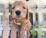 Small Photo #20 Goldendoodle Puppy For Sale in CHULA VISTA, CA, USA