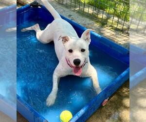 Mutt Dogs for adoption in Lodi, CA, USA