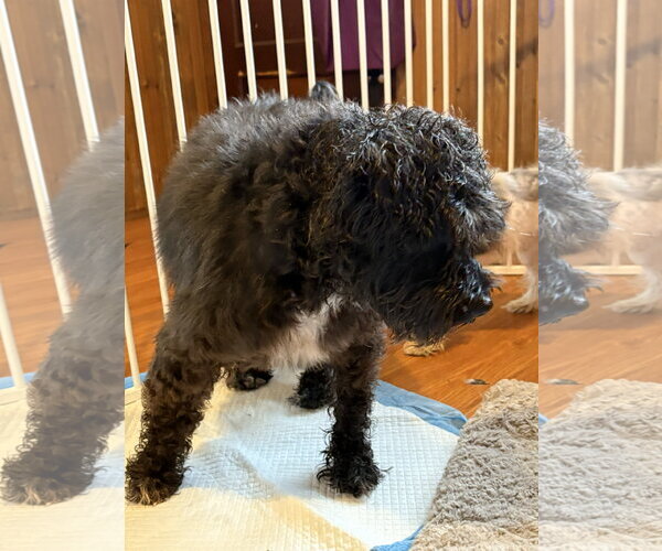 Medium Photo #6 Poodle (Miniature)-Unknown Mix Puppy For Sale in Wheaton, IL, USA