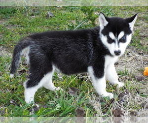 Siberian Husky Puppy for sale in BOYLE, MS, USA