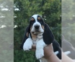 Puppy Puppy 1 Basset Hound