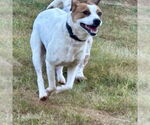 Small #5 Jack Russell Terrier Mix