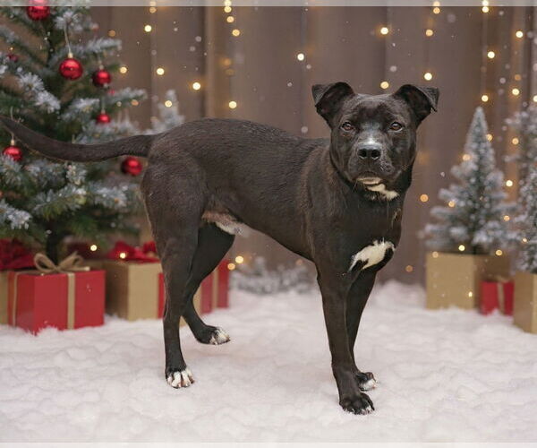 Medium Photo #4 Mutt Puppy For Sale in Talladega, AL, USA