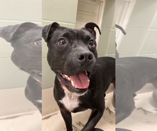 Medium Photo #8 Mutt Puppy For Sale in Webster, WI, USA