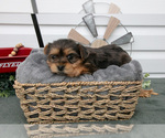 Small Photo #7 YorkiePoo Puppy For Sale in BERNE, IN, USA