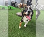 Small #2 Australian Shepherd