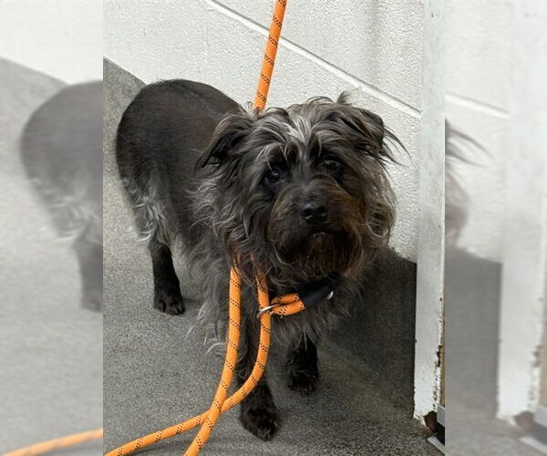 Medium Photo #1 Cairn Terrier Puppy For Sale in Forestville, MD, USA