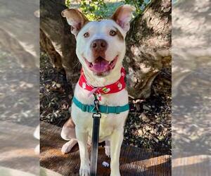 Mutt Dogs for adoption in Santa Barbara, CA, USA