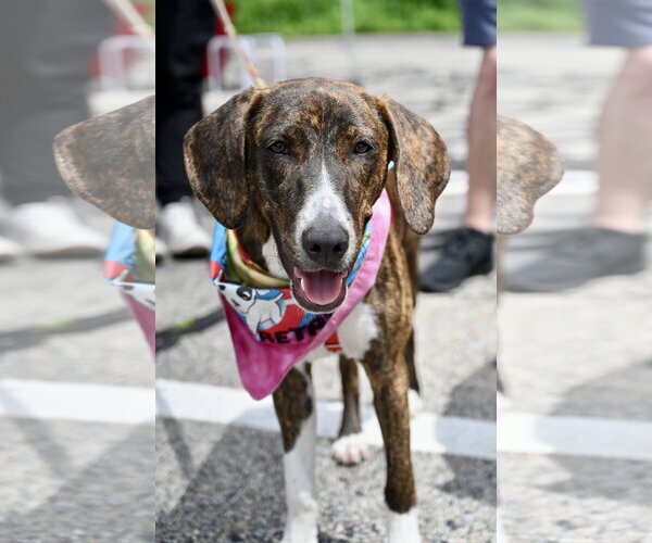 Medium Photo #3  Puppy For Sale in , 