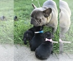 Small Photo #15 French Bulldog Puppy For Sale in NEW CASTLE, PA, USA
