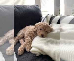 Goldendoodle (Miniature) Puppy for Sale in CHICAGO, Illinois USA