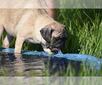 Small #1 Pug