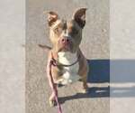 Small #2 Mutt