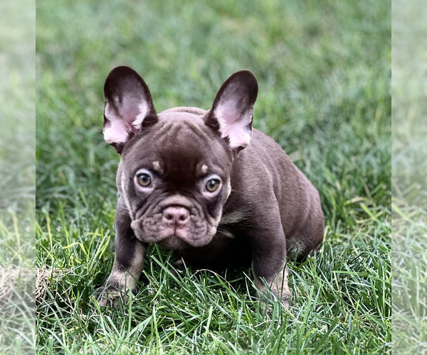 Medium Photo #30 French Bulldog Puppy For Sale in BRIGHTON, CO, USA