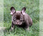 Small #2 French Bulldog