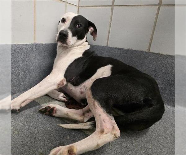 Medium Photo #1 American Staffordshire Terrier-Unknown Mix Puppy For Sale in San Antonio, TX, USA