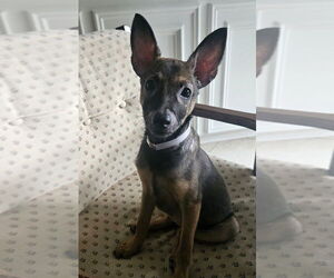 Medium Chihuahua-German Shepherd Dog Mix