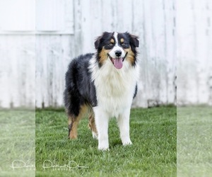Father of the Australian Shepherd puppies born on 03/23/2020