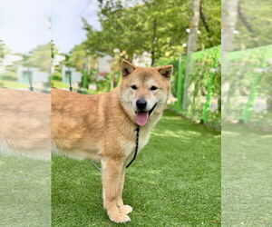 Pluto from Korea - Male Shiba Inu-Unknown Mix Dog for Adoption - Photo #3
