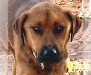 Black Mouth Cur-Labrador Retriever Mix Dogs for adoption in phoenix, AZ, USA