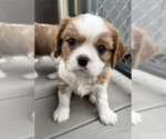 Puppy Charlie Cavalier King Charles Spaniel