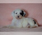 Small Photo #3 Poodle (Standard)-Shepadoodle Mix Puppy For Sale in FREDERICKSBG, OH, USA