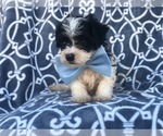 Small #1 Maltipoo