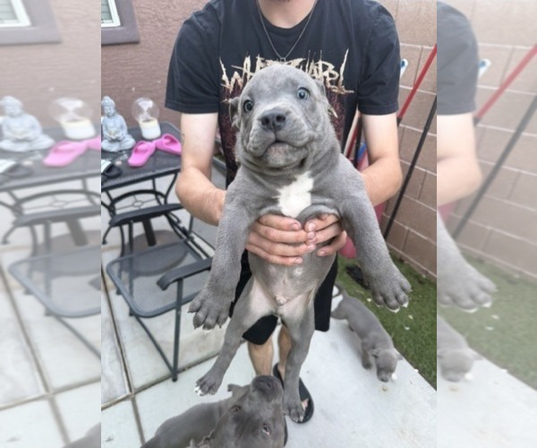 Medium Photo #6 American Pit Bull Terrier Puppy For Sale in HENDERSON, NV, USA