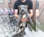 Various - Male American Pit Bull Terrier Dog for Adoption - Photo #6