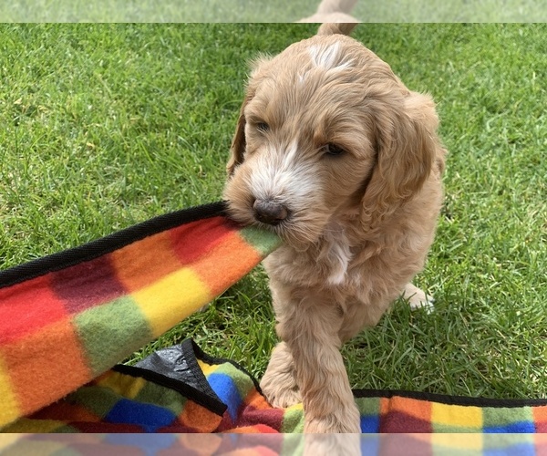 Medium Photo #4 Goldendoodle Puppy For Sale in MISSOULA, MT, USA