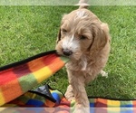 Small Photo #4 Goldendoodle Puppy For Sale in MISSOULA, MT, USA