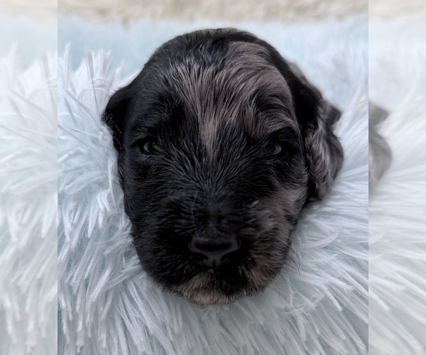 Medium Photo #41 Goldendoodle Puppy For Sale in PIERSON, FL, USA