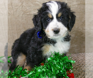 Bernedoodle (Miniature) Dog for Adoption in ROY, Utah USA