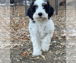 Templeton - Male Bernedoodle (Miniature) Puppy for Sale - Photo #16