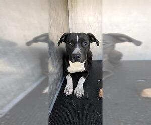 Mutt Dogs for adoption in San Antonio, TX, USA