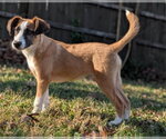 Small #1 Mutt