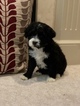 Small Photo #1 Portuguese Water Dog Puppy For Sale in BALDWIN, KS, USA