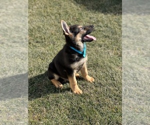 German Shepherd Dog Puppy for sale in LANCASTER, PA, USA