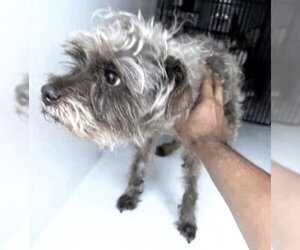 - Mix Dogs for adoption in Houston, TX, USA