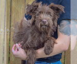 Small #2 Mutt
