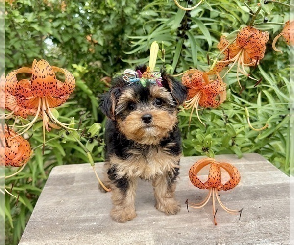 Medium Photo #5 Morkie Puppy For Sale in CASSVILLE, MO, USA