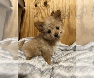 Pom-A-Poo Puppy for sale in CANTON, TX, USA